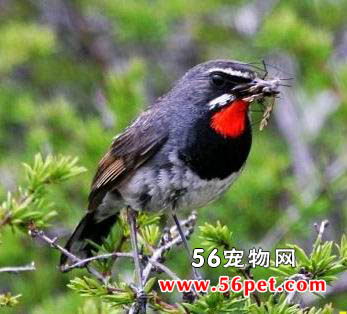 ���ظ��-�����񳣼�Ʒ��