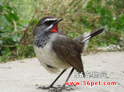 ���ظ��-�����񳣼�Ʒ��