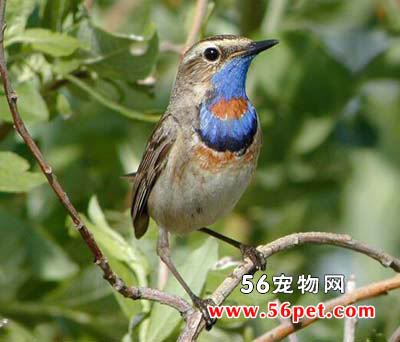 �������-�����񳣼�Ʒ��