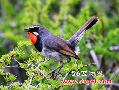 ���ظ��-�����񳣼�Ʒ��