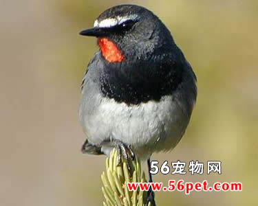 ���ظ��-�����񳣼�Ʒ��