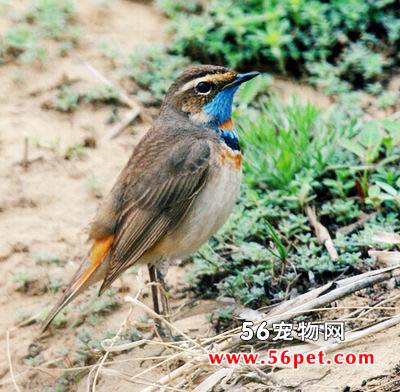 �������-�����񳣼�Ʒ��