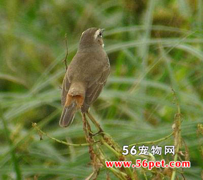 �������-�����񳣼�Ʒ��