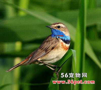 �������-�����񳣼�Ʒ��