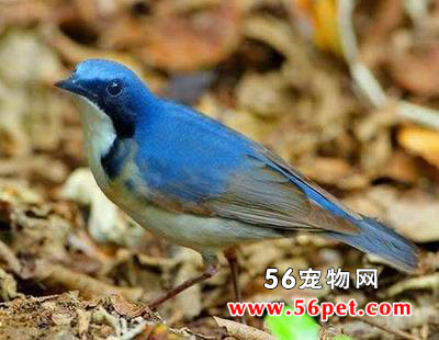 �����-�����񳣼�Ʒ��