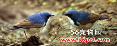 �����-�����񳣼�Ʒ��