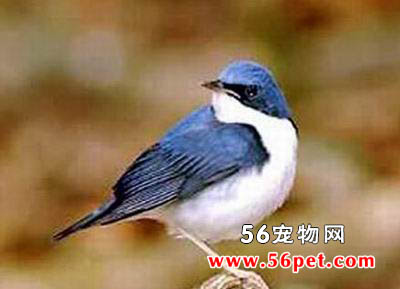 �����-�����񳣼�Ʒ��