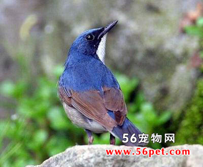 �����-�����񳣼�Ʒ��