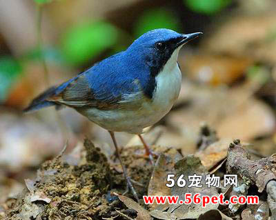 �����-�����񳣼�Ʒ��