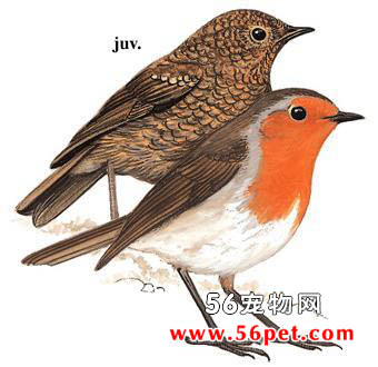 欧亚鸲-观赏鸟常见品种