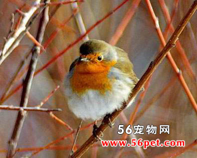 欧亚鸲-观赏鸟常见品种