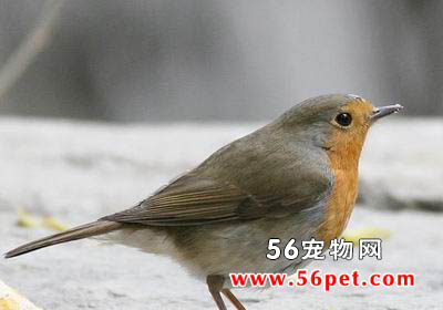 欧亚鸲-观赏鸟常见品种