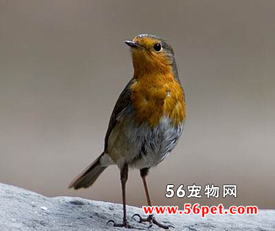 欧亚鸲-观赏鸟常见品种