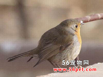 欧亚鸲-观赏鸟常见品种