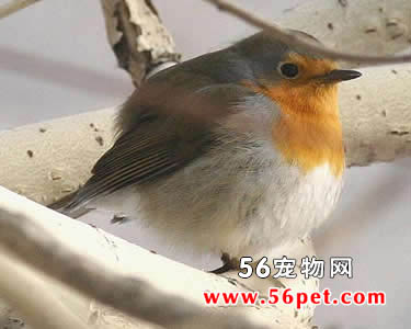 欧亚鸲-观赏鸟常见品种