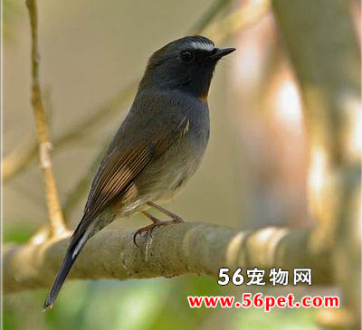 ���ؼ��l-�����񳣼�Ʒ��