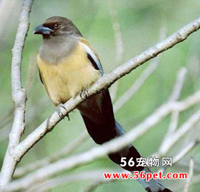 ���ؼ��l-�����񳣼�Ʒ��