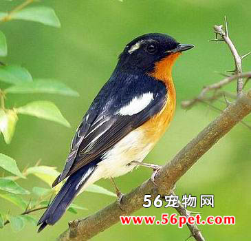 𶼧�l-�����񳣼�Ʒ��