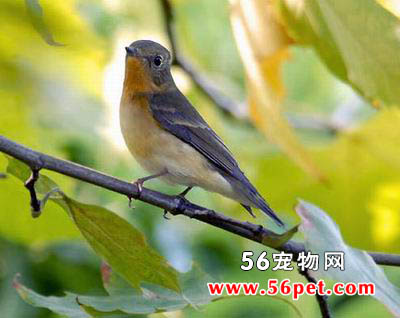 𶼧�l-�����񳣼�Ʒ��