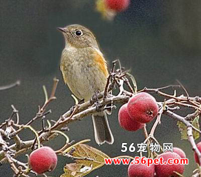 𶼧�l-�����񳣼�Ʒ��