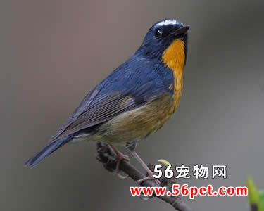 ���������l-�����񳣼�Ʒ��