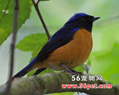 ���������l-�����񳣼�Ʒ��