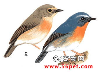 ���������l-�����񳣼�Ʒ��