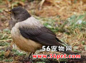 �ر���ͷ�-�����񳣼�Ʒ��