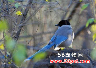 ��ϲȵ-�����񳣼�Ʒ��