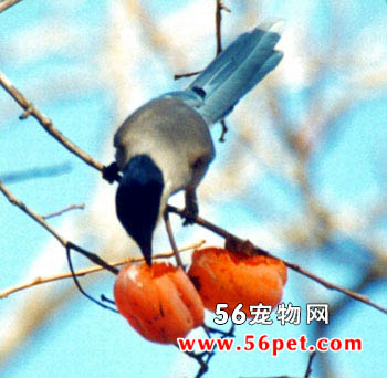 ��ϲȵ-�����񳣼�Ʒ��