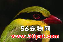 ӡ֧��ȵ-�����񳣼�Ʒ��