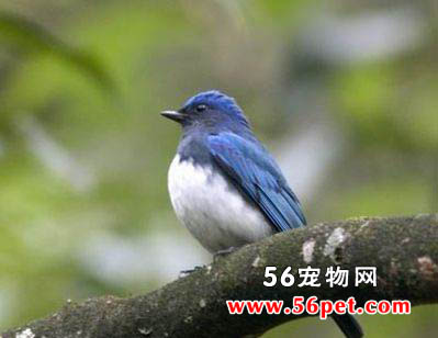 ̨����ȵ-�����񳣼�Ʒ��