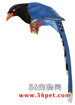 ̨����ȵ-�����񳣼�Ʒ��