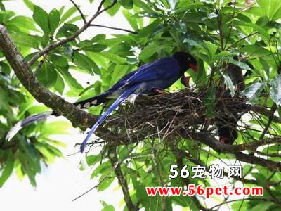 ̨����ȵ-�����񳣼�Ʒ��