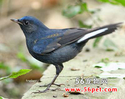 白尾蓝地鸲-观赏鸟其它品种