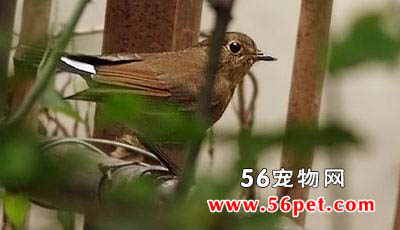 白尾蓝地鸲-观赏鸟其它品种