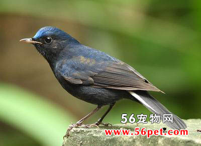 白尾蓝地鸲-观赏鸟其它品种