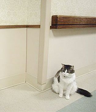 一只能预测人类死亡的猫咪-猫咪趣闻逸事