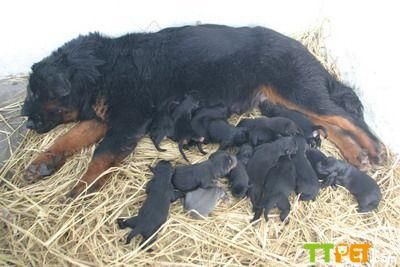 �������ֳ����