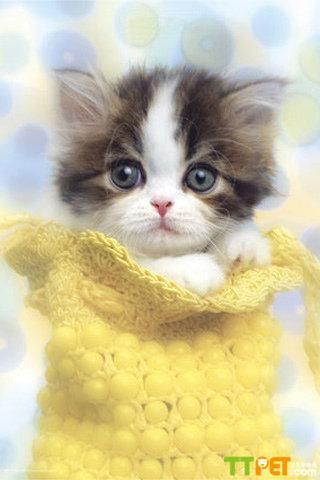 �ĸ���վ������è