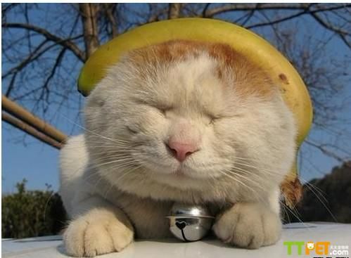 �Ϻ����������è