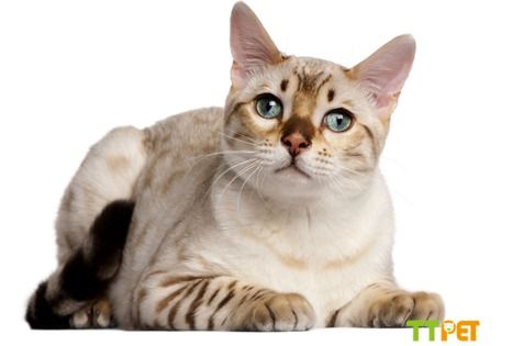 ������ëè���Գ����