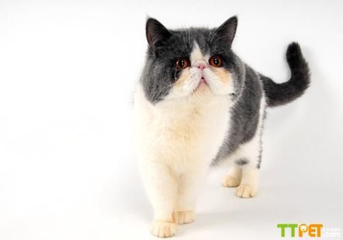 �����ëè����