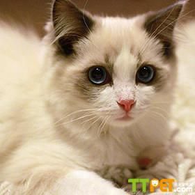 ��żè��������