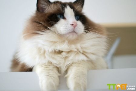 ����˫ɫ��żè����Ǯ