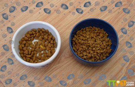 ������ʲôè����