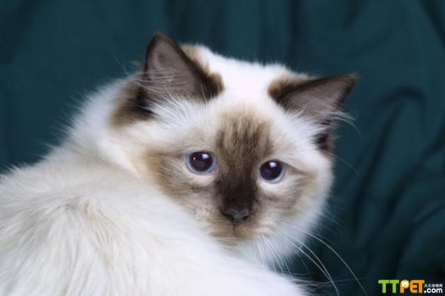 ��żè�ܳ����