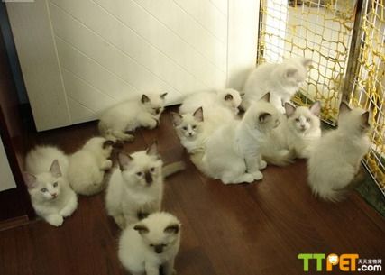 ��żè�������ж೤