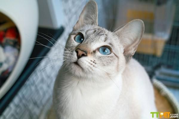 ��������è�۸�