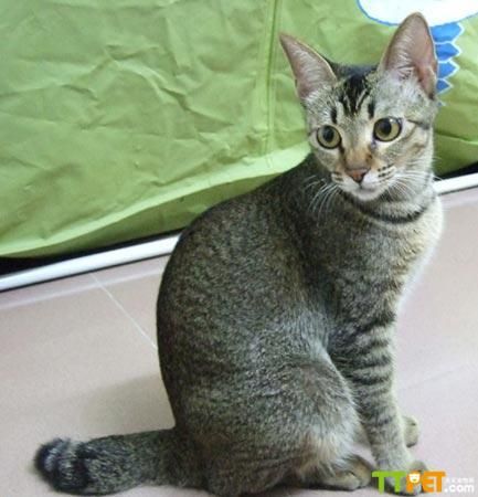 �����껨è���